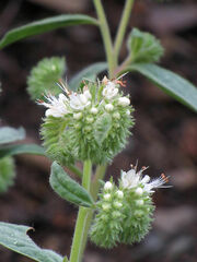Phacelia heterophylla