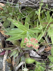 Crassula alba