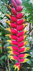 Heliconia rostrata