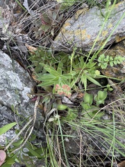 Crassula alba