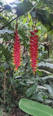 Heliconia rostrata