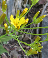 Crepis acuminata