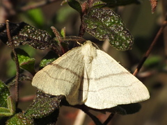 Adactylotis gesticularia