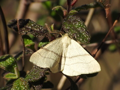 Adactylotis gesticularia
