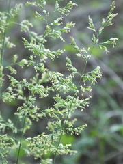 Poa faberi