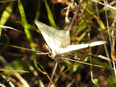 Adactylotis gesticularia