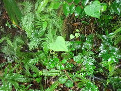 Pericampylus glaucus