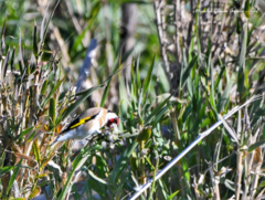 Carduelis carduelis