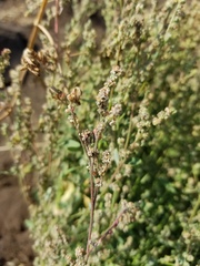 Chenopodium desiccatum