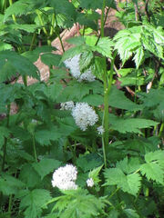 Actaea rubra