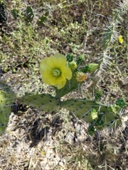Opuntia caracassana
