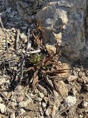 Asclepias asperula