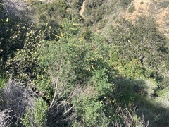 Acmispon dendroideus