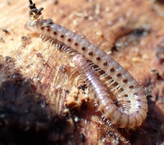 Proteroiulus fuscus