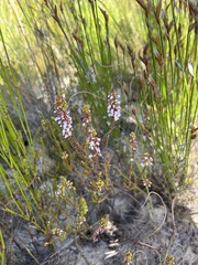 Erica pulchella