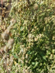 Chenopodium desiccatum