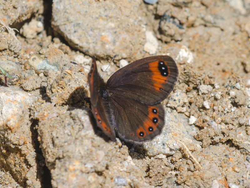 Hewitson's Ringlet