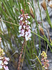 Erica pulchella