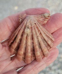 Nodipecten nodosus
