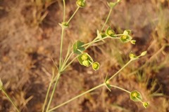 Euphorbia striata