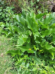 Zantedeschia aethiopica