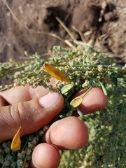 Chenopodium desiccatum