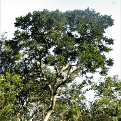 Sapium haematospermum