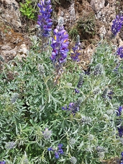Lupinus altimontanus