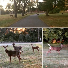 Odocoileus virginianus