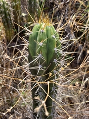 Trichocereus cuzcoensis