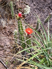 Corryocactus erectus