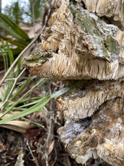 Irpiciporus