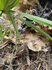 Irpiciporus