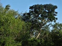 Sapium haematospermum