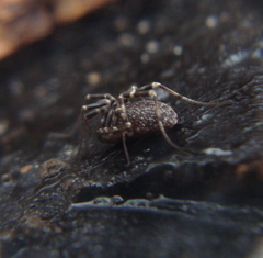 Egaenus convexus