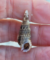 Cerithium atratum