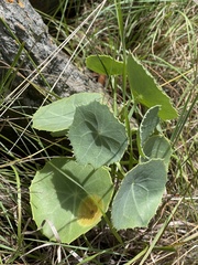 Senecio oxyriifolius