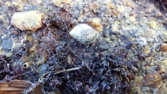 Acanthinucella punctulata