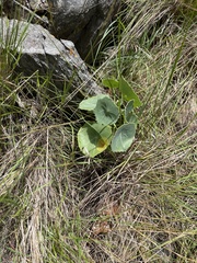 Senecio oxyriifolius