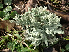 Ramalina canariensis