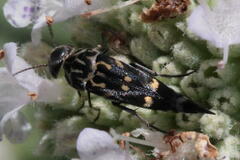 Hoshihananomia octopunctata