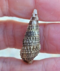 Cerithium atratum