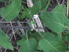 Solanum lyratum