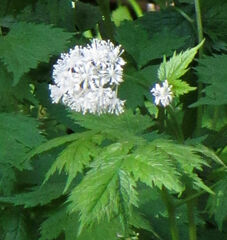 Actaea rubra