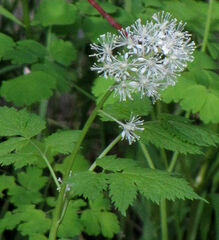 Actaea rubra