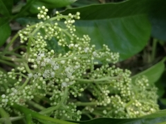 Melicope semecarpifolia