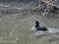 Fulica atra