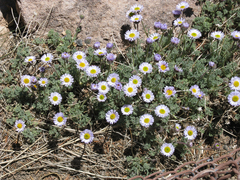 Erigeron compositus