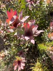 Leucadendron tinctum