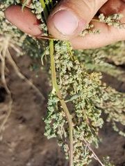 Chenopodium desiccatum